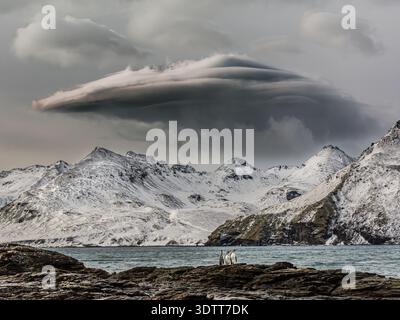 Ein Paar Königspinguine wackeln am felsigen Strand in Südgeorgien mit Bergen und bedrohlichem Wetter im Hintergrund. Stockfoto