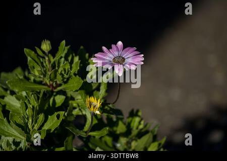 Makrofoto einer Osteospermumblume, die in einem Garten gefangen wurde. Das Bild hebt die komplizierten Details, die lebendigen Blütenblätter und den natürlichen Text hervor Stockfoto