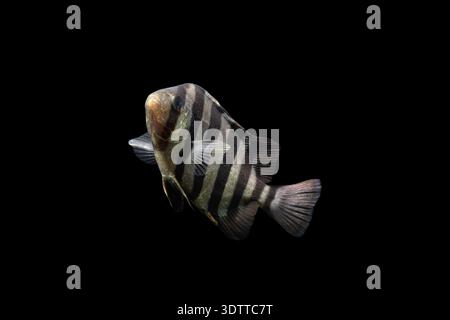 Ein juveniler Messerkiefer (Oplegnathus fasciatus), der vor einem soliden schwarzen Hintergrund schwimmt. Gesamtlänge: 50 mm. Stockfoto