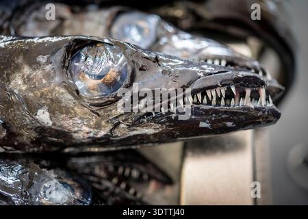 Nahaufnahme eines schwarzen Degenfisches (espada preta) in einem Fischstand im Mercado dos Lavradores in der Altstadt von Funchal, Madeira, Portug Stockfoto