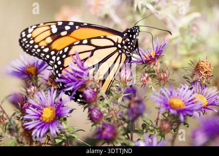 Monarchschmetterling thront auf leuchtenden violetten Astern und schlürft Nektar bei warmem Tageslicht mit geringer Schärfentiefe. Stockfoto