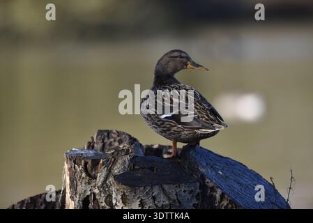 Zurück Ansicht Porträt von Mallard, Kopf nach rechts gedreht, auf dem Baumstumpf vor einem weichen See-Wasser-Hintergrund, aufgenommen in der Wintersonne in Großbritannien Stockfoto