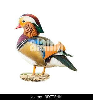 Männliche Mandarinenente (Aix galericulata) Ausschnitt auf weißem Hintergrund Stockfoto