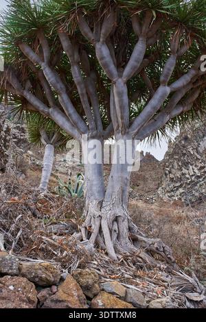 Nahaufnahme des massiven knorrigen Stammes und der sich ausbreitenden Äste eines wilden alten Drachenbaums, Dracaena draco, der auf einem felsigen Hügel in der Anaga r wächst Stockfoto