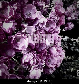 Lavendel- und lila geclusterte Rosen in üppiger Blüte, Hipstamatische analoge Fotografie mit sanfter Vintage-Körnung und dunkler stimmungsvoller Atmosphäre Stockfoto