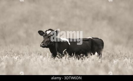 Eine schwarze Kuh, die auf einer Wiese aus trockenem Gras steht, Seitenansicht, monochrom, Sepia-getönt, Kopierraum, 16:9 Stockfoto