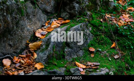 Nahaufnahme der gefallenen orangefarbenen und braunen Blätter, die über leuchtend grünes Moos verstreut sind und raue graue Felsen in einer Waldlandschaft bedecken Stockfoto