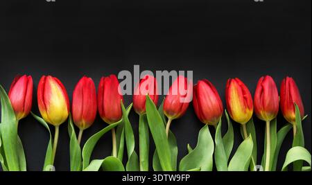 Ein Strauß roter Tulpen mit gelben Akzenten an der Basis, isoliert auf schwarzem Hintergrund. Wandbilder, Poster, Druck, Leinwand, Wohnkultur. Stockfoto