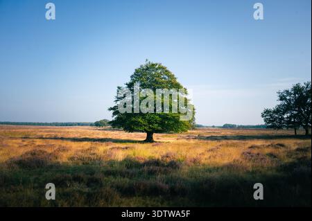 Einsamer gemeiner Buche in hellen niederländischen Heiden. Stockfoto