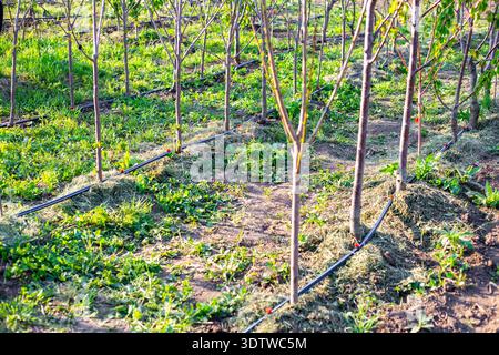 In einem Obstgarten mit moderner Tropfbewässerung wachsen Reihen junger Obstbäume. Intelligente Landwirtschaft, Agrartechnologie, Obstplantagen. Stockfoto