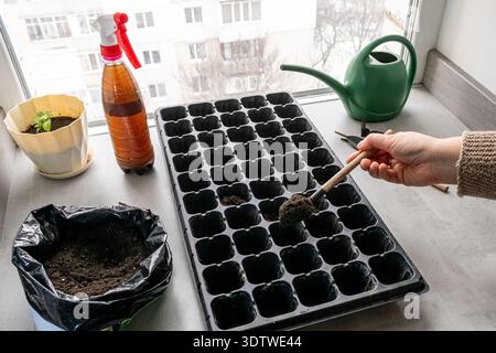 Nahaufnahme des Eingießens von schwarzer Erde in ein Plastiktablett zum Anpflanzen. Hand einer Person, die mit einem Gartenwerkzeug Zellen für Frühlingssprossen füllt Stockfoto