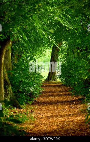 Ein lebendiges, vertikales Bild eines schmalen, mit braunen Blättern bedeckten, unbefestigten Weges, der sich durch einen dichten und üppigen grünen Wald schlängelt. Hohe Bäume säumen beide sid Stockfoto