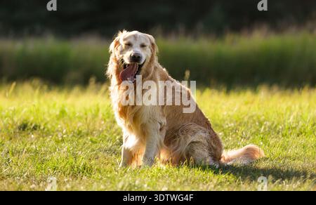 Entzückendes Golden Retriever Dog Yawns Im Freien Stockfoto