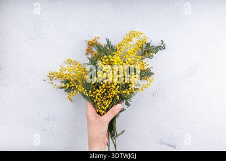 Hand mit einem Blumenstrauß aus Mimosa auf hellem Hintergrund Stockfoto