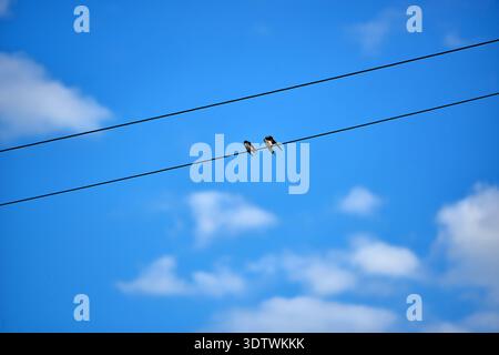 Zwei kleine, dunkel gefiederte Schwalben stehen auf einer schwarzen Stromleitung, die sich vor einem leuchtenden, klaren blauen Himmel mit weichem, verstreuten weiß abhebt Stockfoto