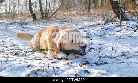 Der wunderschöne Golden Retriever Dog spielt gerne mit Einem Stock während Eines Spaziergangs in Einem Winterwald Stockfoto