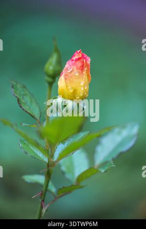 Eine faszinierende Nahaufnahme zeigt eine Rosenknospe, die mit zarten Wassertropfen verziert ist. Die Blütenblätter des Knospens zeigen einen Farbverlauf von Gelb und Rot an, der gegen einen eingestellt ist Stockfoto