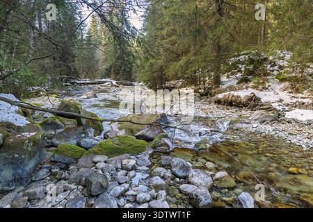 Ein ruhiger Bergbach stürzt über moosige Felsen, umgeben von dichtem immergrünem Wald und Schneestücken unter freiem Himmel. Hohe Tatra Stockfoto