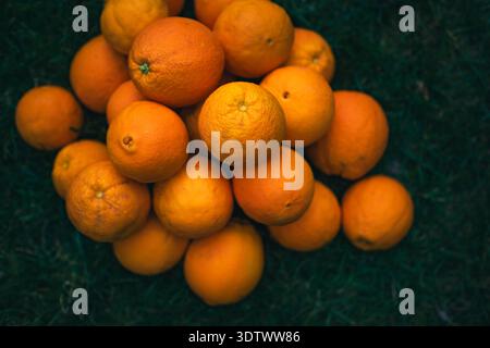Ein Blick von oben auf einen üppigen Haufen frischer, reifer Orangen auf einem Bett aus dunkelgrünem Gras Stockfoto