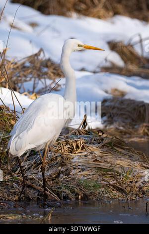 Großreiher (Ardea alba), der auf einem gefrorenen Flussufer zwischen trockenem Schilf und Schnee im Winter steht. Stockfoto