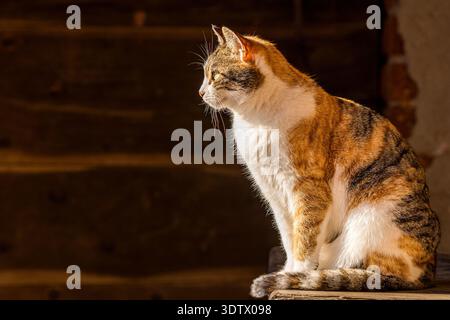 Eine Calico-Katze sitzt auf einer hölzernen Oberfläche und sonnt sich in der warmen Morgensonne mit einem ruhigen Ausdruck. Das Fell der Katze zeigt eine Mischung aus Orange, weiß, A Stockfoto
