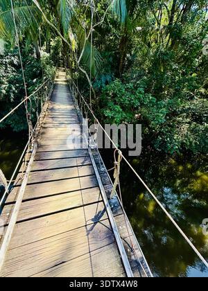Hängebrücke im Regenwald in Roatan, Honduras. Atemberaubender Blick auf ein Gewässer im Gumbalimba Park. Gehen Sie über eine Schildkrötenlagune. Stockfoto