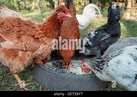 Vielfältige Hühner und Hühner, die in einem Futtermittel in einem Freilandbetrieb Getreide picken, veranschaulichen die nachhaltige Kleingeflügelhaltung, ökologisch/biologisch Stockfoto