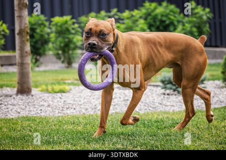 Deutscher Boxhund mit Gummispielzeug-Ring beim Gehen auf grünem Rasen im Garten im Garten, verspieltes aktives Haustier während des Trainings im Freien Stockfoto