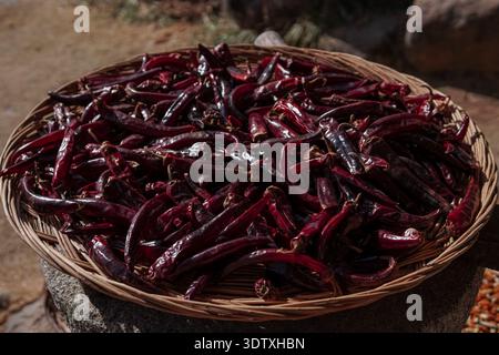 Gewebter Korb gefüllt mit getrockneten roten Chilischoten im Freien, traditionelle Sonnentrocknung und Ernte Szene mit rustikalem Hintergrund. Stockfoto