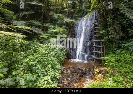 Wasserfall im Regenwald mit Baumfarnen, Rushaga, Bwindi Inpenetrable Forest, Uganda Stockfoto