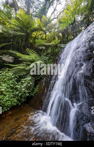 Wasserfall im Regenwald mit Baumfarnen, Rushaga, Bwindi Inpenetrable Forest, Uganda Stockfoto
