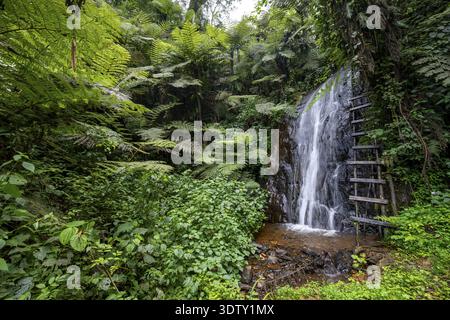 Wasserfall im Regenwald mit Baumfarnen, Rushaga, Bwindi Inpenetrable Forest, Uganda Stockfoto