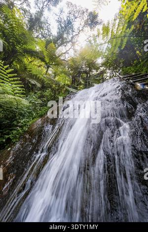 Wasserfall im Regenwald mit Baumfarnen, Rushaga, Bwindi Inpenetrable Forest, Uganda Stockfoto