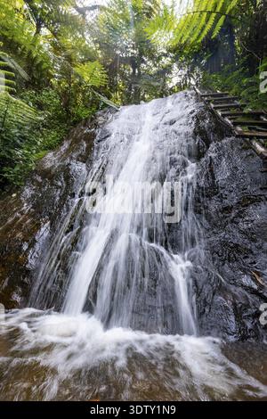 Wasserfall im Regenwald mit Baumfarnen, Rushaga, Bwindi Inpenetrable Forest, Uganda Stockfoto