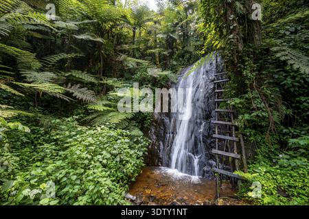 Wasserfall im Regenwald mit Baumfarnen, Rushaga, Bwindi Inpenetrable Forest, Uganda Stockfoto