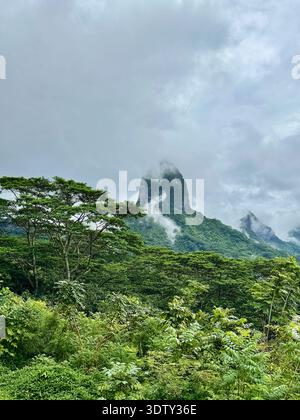 Mount Mouaroa und Wald von Belvedere Lookout, Moorea, Tahiti Stockfoto