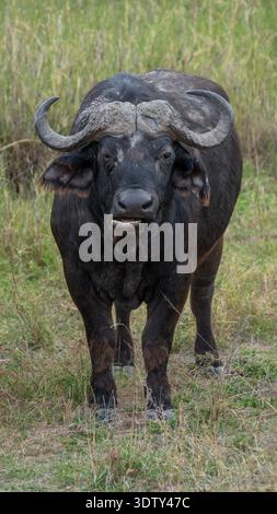 Afrikanischer Elefant, Elefant, einsamer Elefant, Einzelelefant, wilder Elefant, Savannenelefant, afrikanische Tierwelt, Tierfotografie, Safari-Tierwelt Stockfoto
