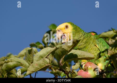 Gelbköpfiger Amazonaspapagei ernährt sich von einem Apfel, während er sich zwischen grünen Blättern vor einem klaren blauen Himmel thront. Stockfoto