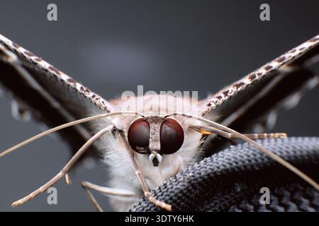Detailreiches Makroporträt der Motte mit zusammengesetzten Augen und feiner Antennenstruktur Stockfoto