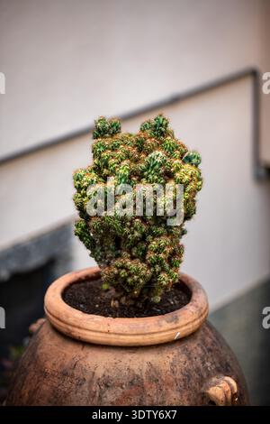 Selektiver Fokus eines riesigen Cereus repandus, einer der wunderschönen Wüstenpflanzen in einem alten Topf Stockfoto
