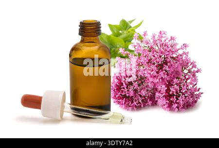 Rote Baldrianblüten mit einer Flasche ätherischen Öls isoliert auf weiß Stockfoto