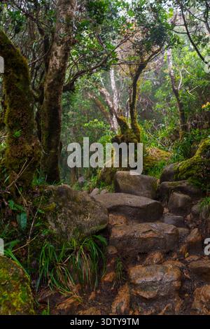 Steintreppen und ein schmaler Wanderweg schlängeln sich durch dichten, moosbedeckten Wald unter feuchten, nebeligen Bedingungen. Stockfoto