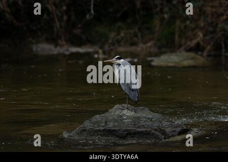 Graureiher (Ardea cinerea), der auf einem Felsen in der Sihl in der Schweiz steht und ruhig das Wasser beobachtet. Stockfoto
