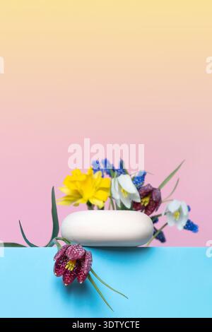Holzsteine und Blumen Muscari, Birkhühner und Narzissen auf Podium auf rosa und gelbem Farbverlauf Hintergrund. Konzeptszene Bühnenpräsentation für neues Produkt, Banner, Werbeaktion, Kosmetik, Präsentation Stockfoto