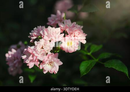Eine Gruppe kleiner, blassrosafarbener Rosen mit gelben Mittelpunkten wird in einer Nahaufnahme aufgenommen, mit üppigem grünem Laub und einem dunklen, verschwommenen Hintergrund Stockfoto