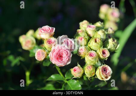 Eine Gruppe kleiner rosafarbener Rosen und ungeöffneter Knospen wird in sanftes Sonnenlicht getaucht und schafft eine sanfte und romantische Gartenszene mit einem verschwommenen dunklen Hintergrund Stockfoto