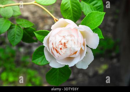 Aus nächster Nähe sehen Sie eine voll blühende, blassrosafarbene Rose mit komplizierten Blütenblättern und leuchtend grünem Laub Stockfoto