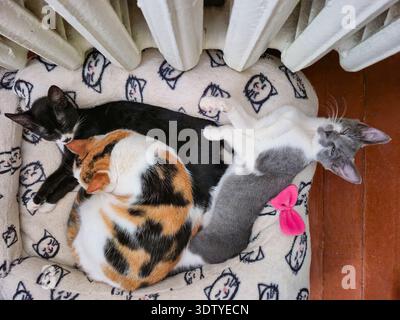 Ein schwarzes Kätzchen, ein Calico-Kätzchen und ein grau-weißes Kätzchen werden zur Wärme auf einem weichen Bett mit einem Katzengesicht zusammengeschuppt, das nahe einer wh liegt Stockfoto