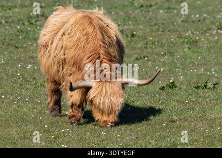 Hochlandkühe weidet auf einem grasbewachsenen Feld, langes zotteliges Fell und geschwungene Hörner, Irland. Stockfoto