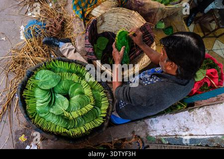 Ein Blick von oben auf einen Händler in Alt-Delhi, der frische grüne Betelblätter in traditionelle gewebte Körbe entlang des geschäftigen Chandni Chowk sortiert. Stockfoto